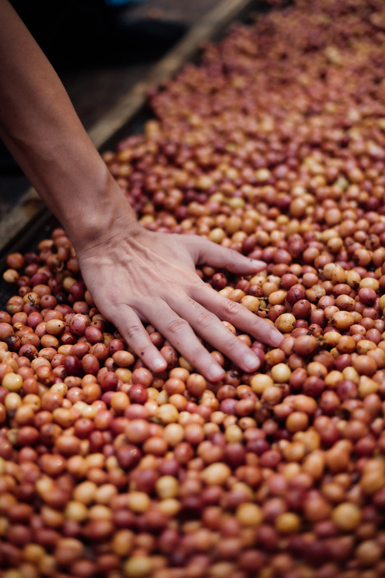 Coffee farm with ripe cherries and coffee farmer